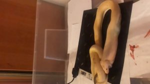 Как ест питон тигровый