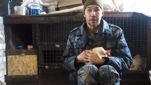 Куры породы Леггорн! плюсы и минусы за 4 года содержания!