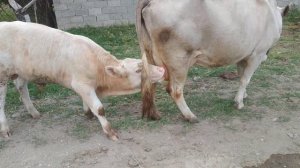 Бык Рубик вырвался и с коровами гуляет Ростов Дагестан Кизилюрт  Хасавюрт Грозный Симментал