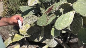 Природный краситель Кармин.Кошениль / Natural dye carmine. Cochineal
