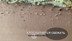 КЛОПЫ В ДИВАНЕ КАК ИЗБАВИТЬСЯ