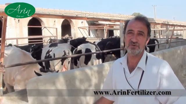 Turkmen crossbred cows gained much more weight just by eating fresh fettle and sold 3 months earlie смотреть онлайн