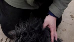 Как обработать собаку от клещей