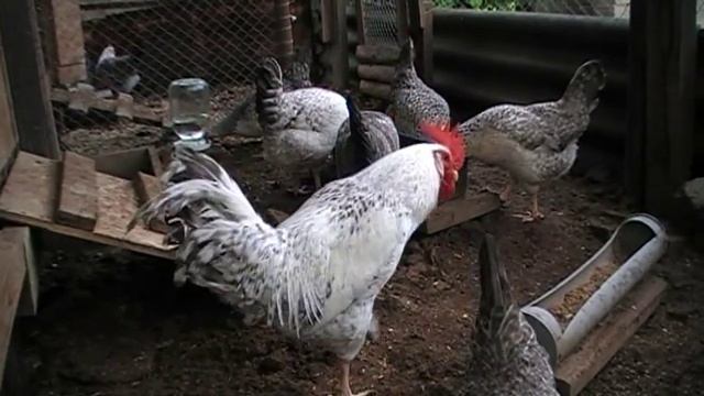 БАРКОВСКАЯ БАРВИСТА характеристика ЯЙЦО НА ЗАКАЗ смотреть онлайн