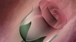 ФУТАЖ Роза - Footage Rose