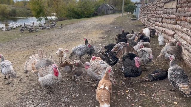 11-10-2023 смотреть онлайн