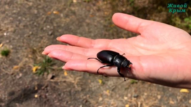 Отдых в Горном Крыму смотреть онлайн