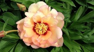 Peony Callies Memory (Itoh Hybrid) - www.peonyshop.com