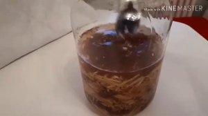 Ликёр из АЙВЫ будет готов через 3 недели... Приглашаю!! ?