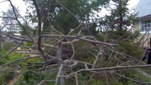 о наших яблонях дача под Архангельском