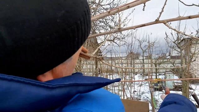 Как обрезать актинидию Ч2: обрезаем взрослый куст смотреть онлайн