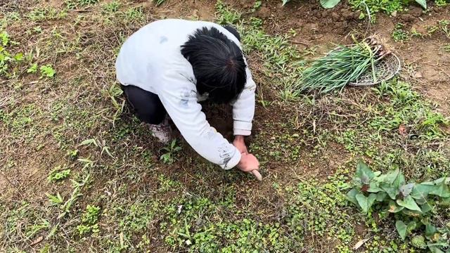 堂弟帮拍视频，小何和妈妈婶婶一起摘菜，这开心的画面有说有笑！ смотреть онлайн