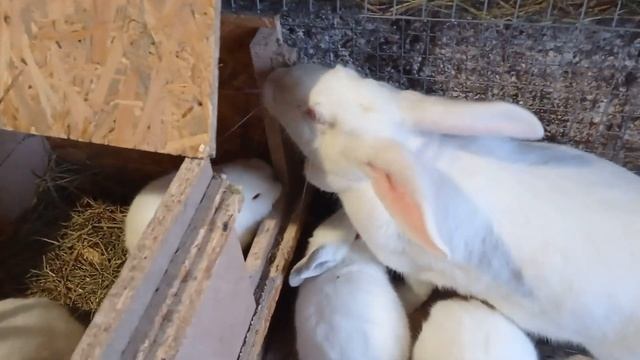 Крольчиха гадит в маточник и как крольчата выглядят в 8 дней. смотреть онлайн