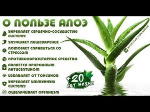 Как быстро приготовить сок алоэ и для чего он нужен