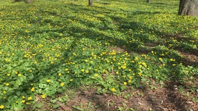 Утешение в сегодняшней ситуации. Эпидемия коронавируса ☦ смотреть онлайн