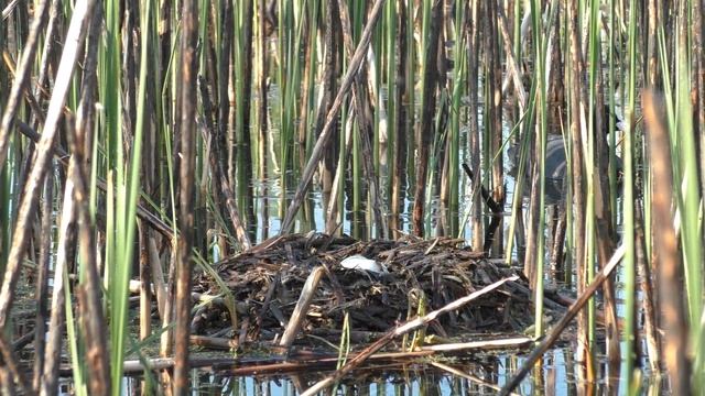 Колония чомг 160503 4k Новомичуринск Гнездо чомги лысуха рядом смотреть онлайн