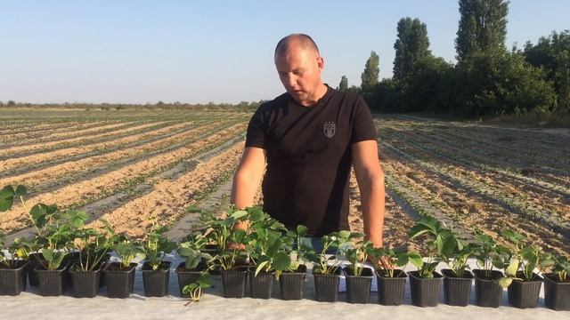 Новые сорта саженцев земляники из Англии: Фурор, Франбери, Гурмандин и др.
