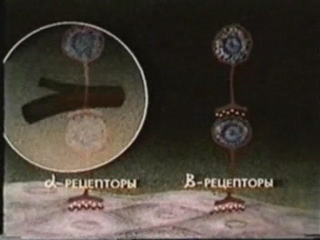 Физиология. Вегетативная нервная система