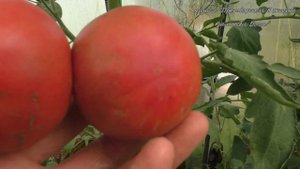 Красивейший томат Марманде розовый у меня не получился