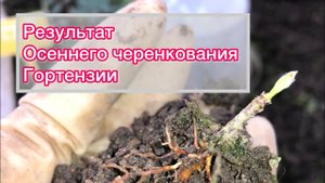 А вдруг получится? Черенкование гортензии осенью, показываю результат