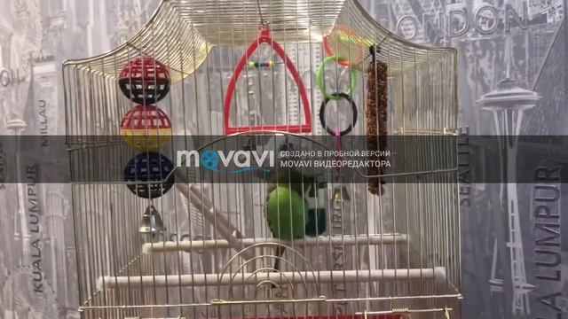 Сон Попугая / Волнистик Майк смотреть онлайн