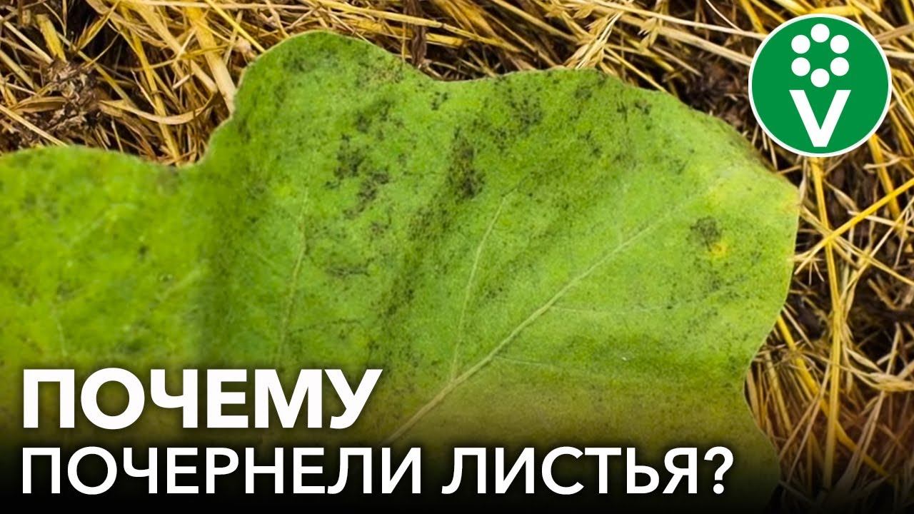 Проект грибковые заболевания растений
