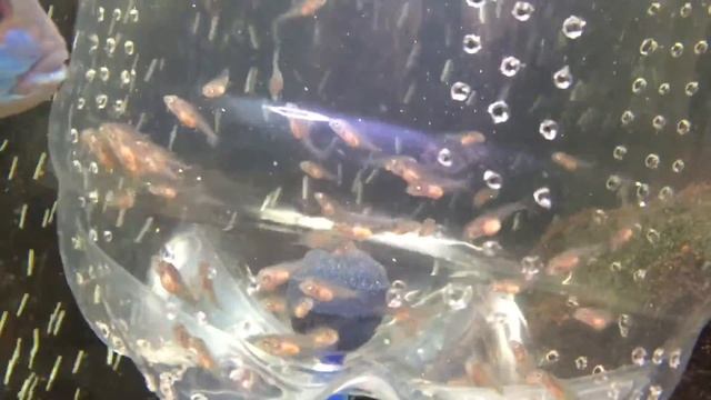 Мальки цихлид в общем аквариуме смотреть онлайн