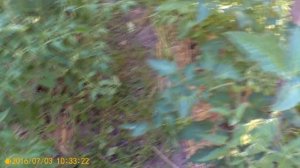 Выращивание высокорослых томатов в открытом грунте