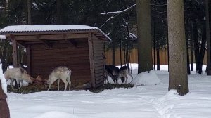 Вожаки «Дома лани»