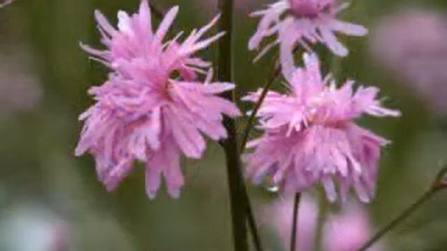 First Light смотреть онлайн