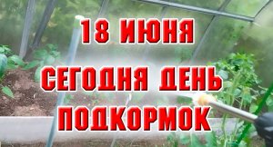 18 июня. Подкормила все в теплице и на огороде Плантофидом