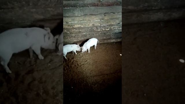 Свинки дерутся смотреть онлайн