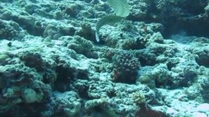 Атака мурены.MOV