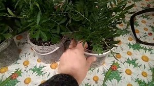 Доращиваем рассаду цветов в опилках!!!