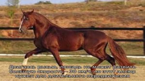 Какие бывают аллюры у лошадей
