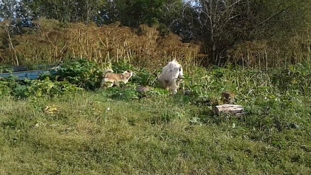 Клеймы красных кирпичей и козел Степа. смотреть онлайн