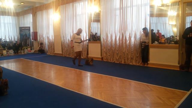 Yorkshire terrier club York-Show 2014. Кобели.Откр.класс. смотреть онлайн