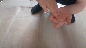 Двуххвостка