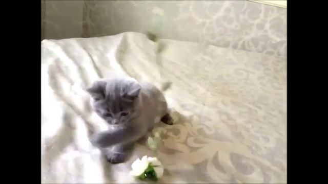 Голубые британские котята. Элитные британцы из питомника.