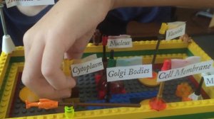 LEGO Animal Cell