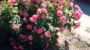 Розариум Ютерсен, очень хорошая зимостойкая роза.