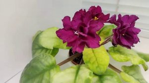 Фиалка ЕК-Бой Быков Голд