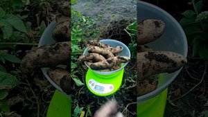 Картофель Банан выкопал на пробу 1куст.