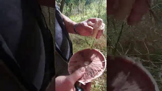 Шикарный шампиньон! Мы рады и этому. Супчик варю... смотреть онлайн