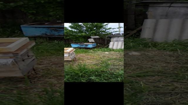 Простой способ делать отводки пчелосемьей (4) смотреть онлайн