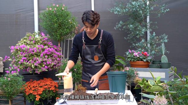 《造园记》245 冬季网购铁线莲种植指南，种错后悔一整年哦 смотреть онлайн