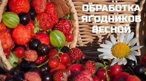 ОБРАБОТКА ЯГОДНИКОВ ВЕСНОЙ