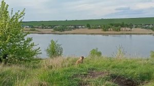 Поимка Суслика Байбака. Фотоохота на байбака.