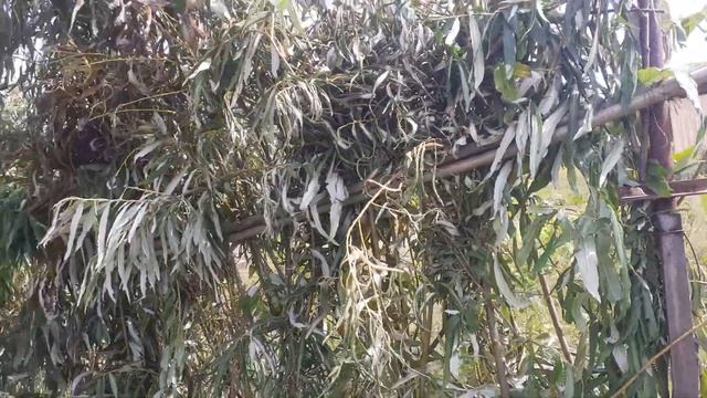 Установка забора из ивы своими руками на даче. Небольшой обзор. смотреть онлайн