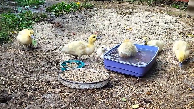 Почему утята выщипывают перья друг у друга. КАННИБАЛИЗМ У УТОК.